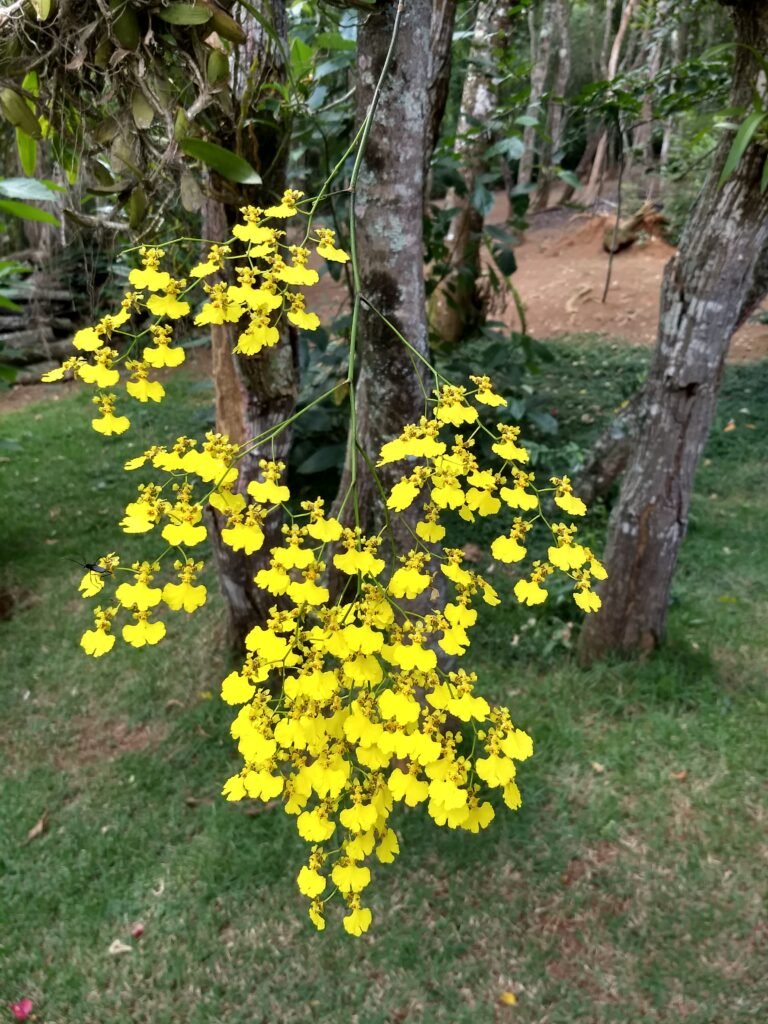Cacho de oncidium florido, também conhecido como "Chuva de Ouro" no artigo Cultivo de orquídeas para iniciantes