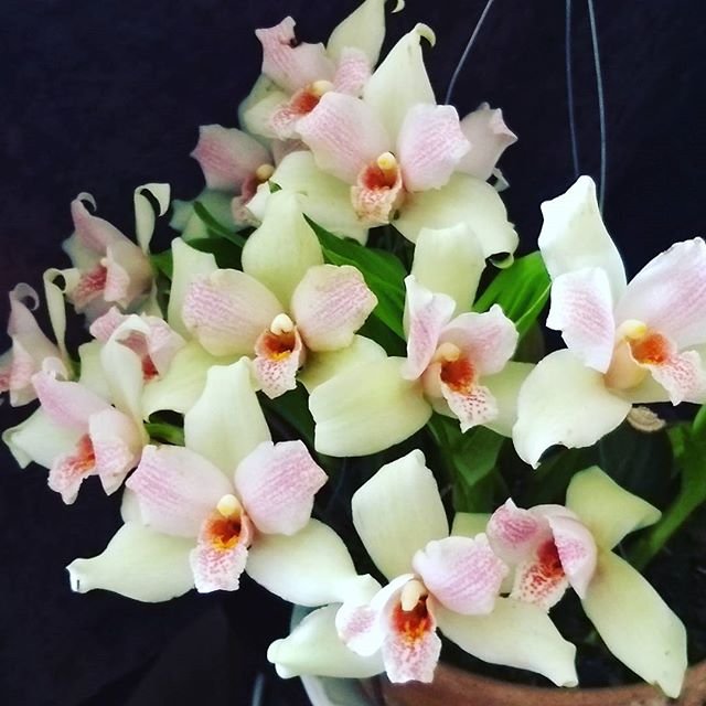 Foto da página Como cuidar da minha orquídea do Orquidário Odara Orchids. Uma Lycaste skinerii com mais de 15 flores. Flor em tom creme claro nuances de rosa.