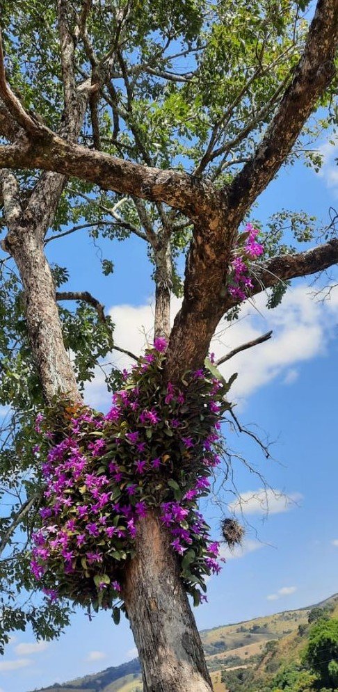 Touceira de Cattleya walkeriana no habitat. Árvore com poucas folhas, ambiente seco e muita luminosidade. Condições de cultivo
