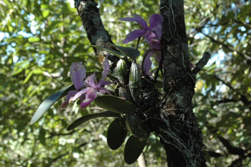 Saber quais os hábitos de crescimento das orquídeas é importante para o cultivo. Orquídea Cattleya walkeriana no habitat do cerrado, região de Uberaba. Planta de crescimento epífita. Maio de 2019, época de floração. Bulbos cheios e flores comidas por insetos. Detalhe para as raízes que se estendem por todo o galho da árvore.