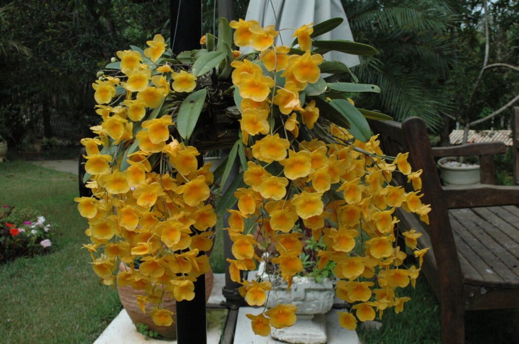 Orquídea gosta de frio ou calor? Cada espécie tem uma característica. Dendrobium lindleyi com floração exuberante, centenas de flores amarelas. Planta de clima intermediário.