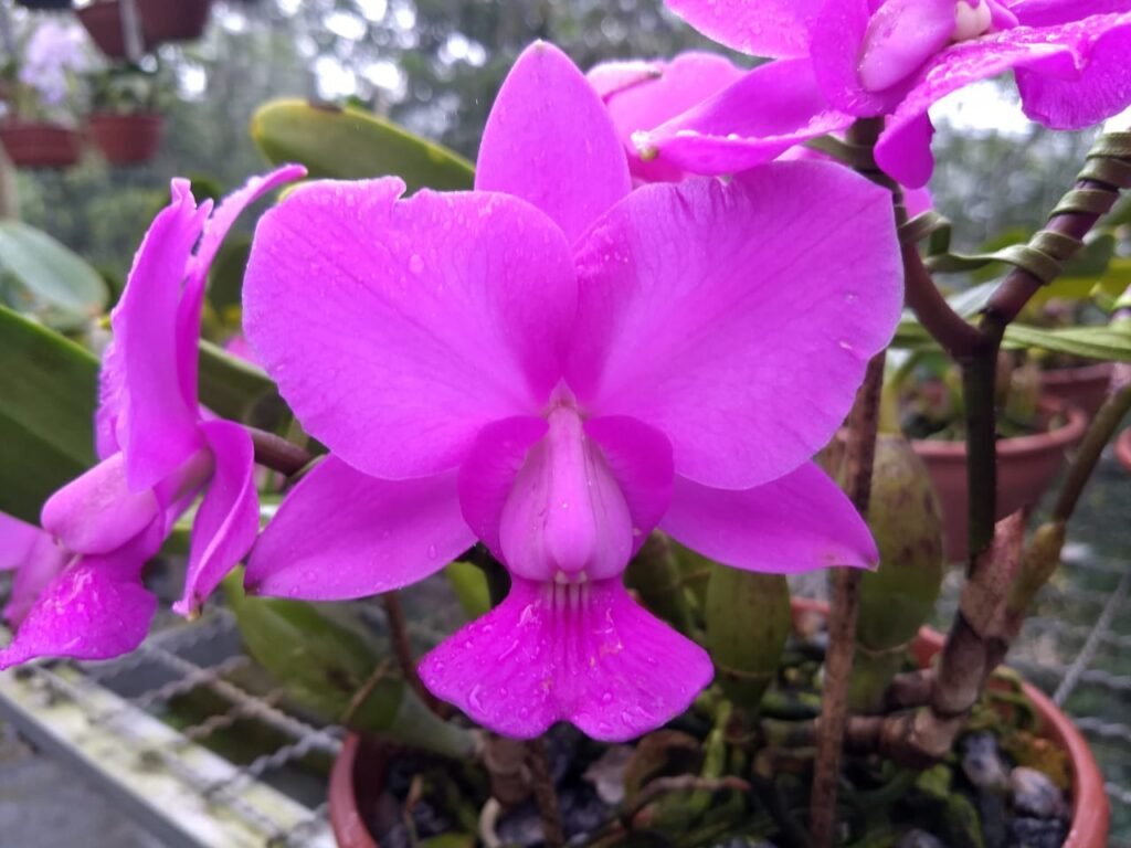 Flor de Orquídea Cattleya walkeriana tipo de nome clonal "Boazuda". Flor da cor tipo, lilás forte, com pétalas e sépalas largas, labelo espalmado e muito harmoniosa.
