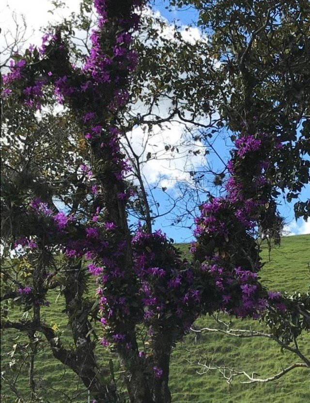 Cattleya walkeriana tipo nativa florida na natureza. Touceiras da espécie cobrindo os galhos da árvore