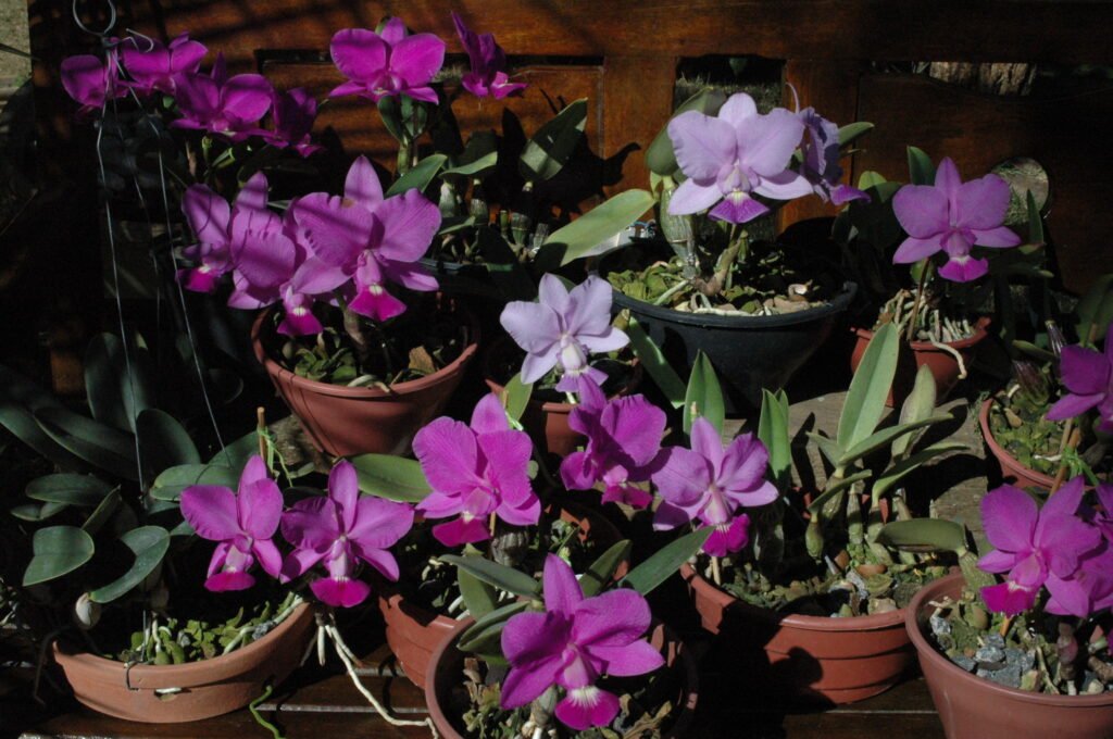 Bancos de jardim com diversos vasos de orquídeas floridas