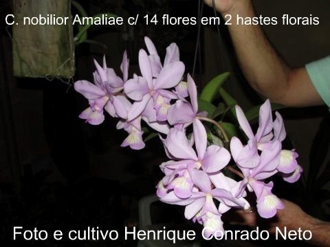 Cattleya nobilior amaliae. de nome clonal Dr Conrado, com 14 flores em 2 hastes florais.