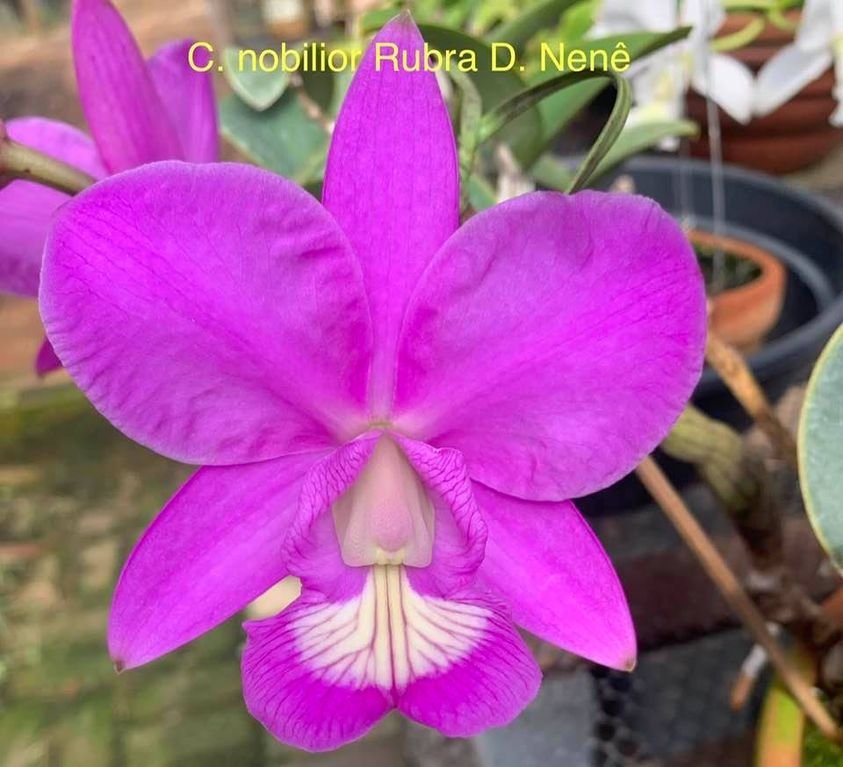 Orquídea Cattleya nobilior tipo nativa de nome Dona Nenê, pétalas e sépalas lardas, labelo espalmado e excelente armação. Cor lilás típica da espécie.