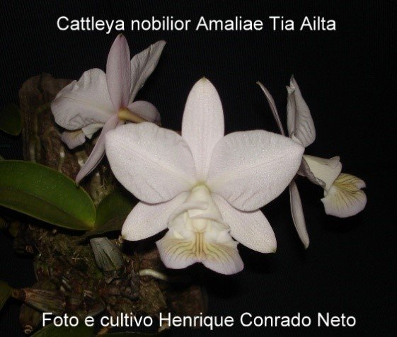 Cattleya nobilior amaliae Tia Ailta, excelente exemplar, de cor clara e labelo bem pronunciado
