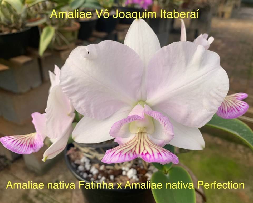 Exemplar de Cattleya nobilior amaliae de nome clonal Vô Joaquim Itaberaí . Flor grande, harmoniosa e plana, de coloração clara, destacando os tons rosa na coluna e o venado amarelo e lilás do labelo.