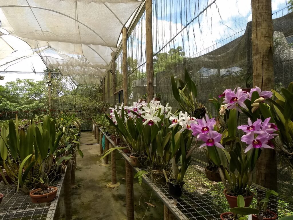 Página de contato Odara Orchids foto das Bancadas de orquídeas floridas destaque para as Laelia purpurata de várias cores