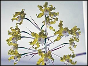 Orquídea Shomburqkia crispa alba, cacho com 14 flores. O nome desta espécie deriva do latim: crispa, que significa “crespo”, em uma óbvia referência às bordas curvilíneas de suas flores.