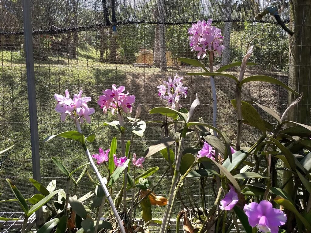 Bancada de Orquídeas Cattleya amethystoglossa em flor do orquidário Odara