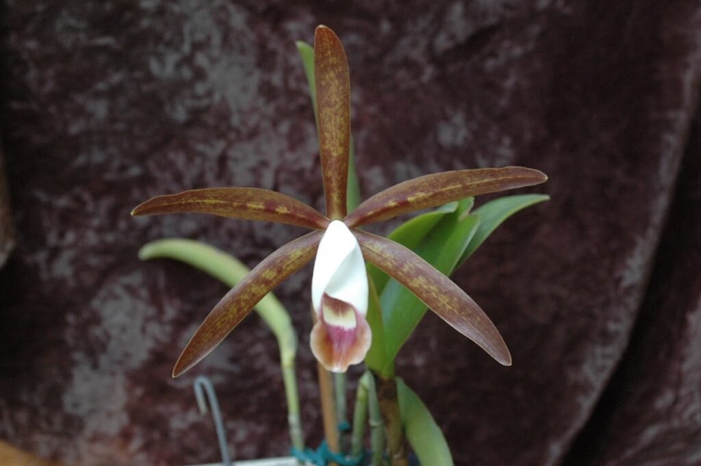 Cattleya araguaiensis, espécie brasileira de orquídea.