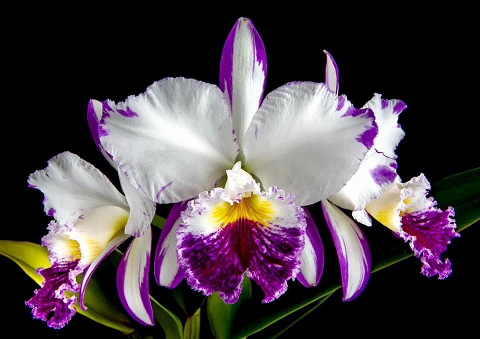 Orquídea Cattleya labiata variedade brennandiana flor grande, branca com labelo lilás escuro e pétalas margeadas com a mesma coloração