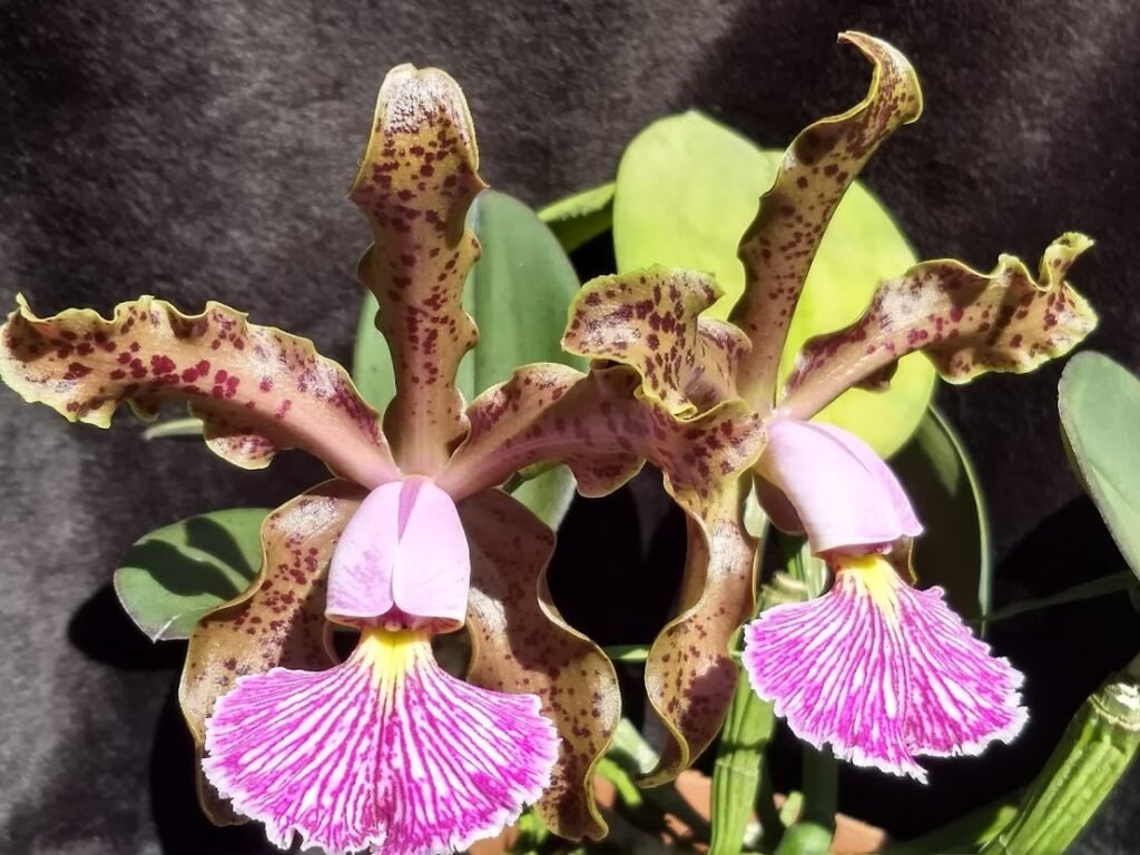Orquídea Cattleya schilleriana nome clonal Taurus LM pétalas e sépalas marrom, com manchas mais escuras e labelo bem largo e espalmado com riscos lilás e branco