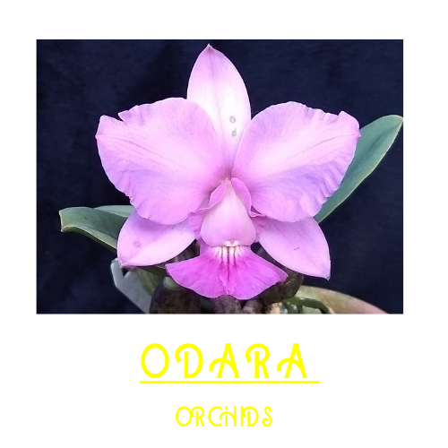 (c) Odara.orquidario.online